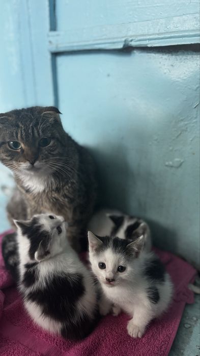 Отдам в добрые руки