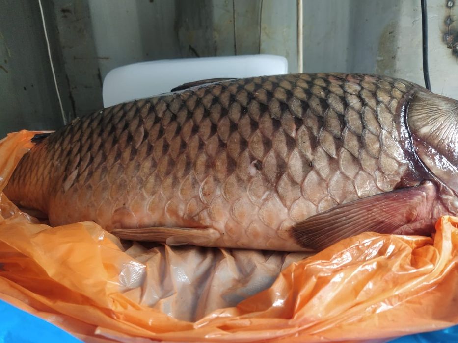 Рыба свежая и свежемороженая. сазан, белый амур