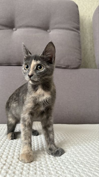 Девочка котенок