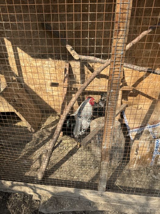 Виандот серебро петух и курица