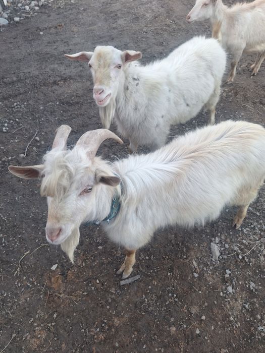 Козы казёл каза продам