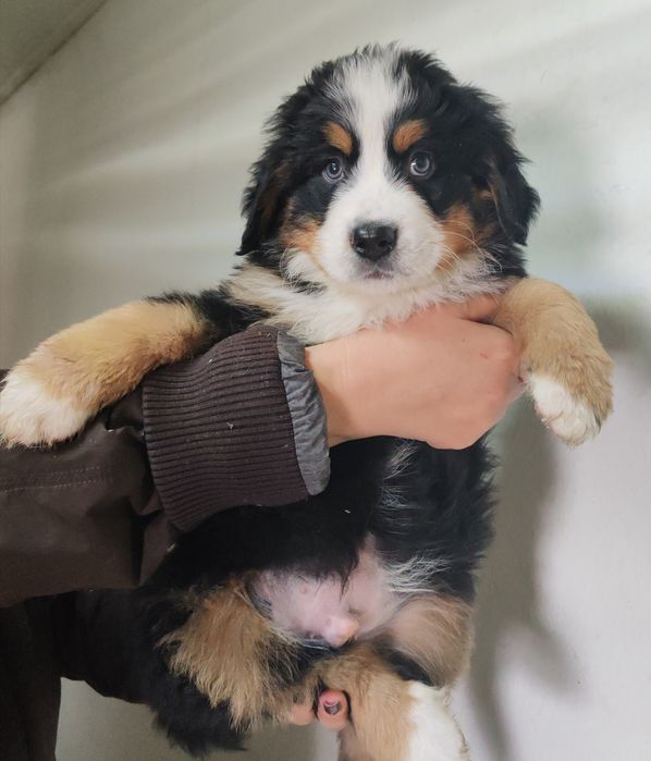 Щенки Бернского Зейнедхуда