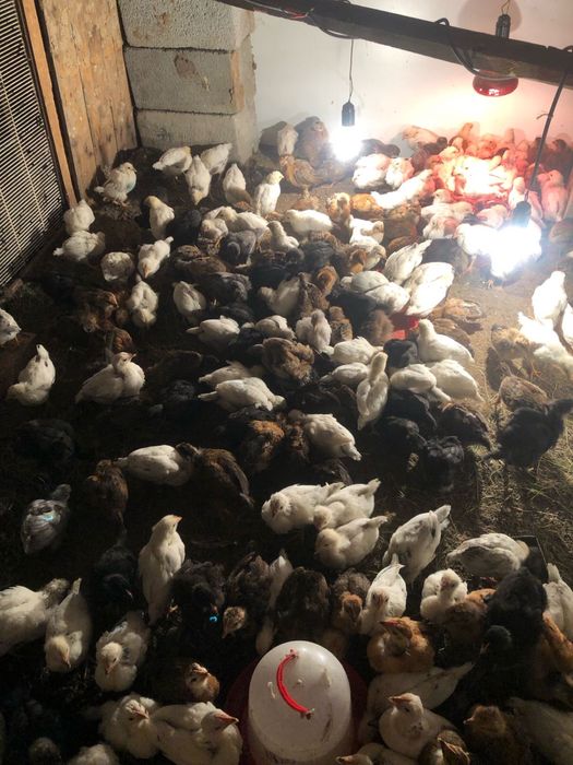 продам пародистых циплят