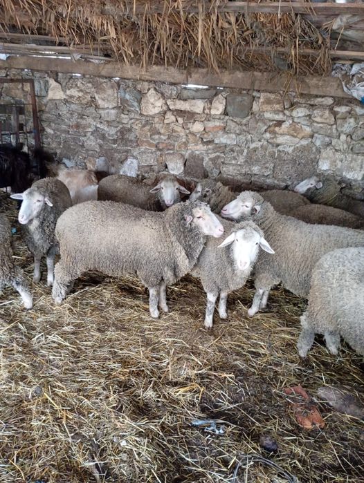 Vand 13 carlani rasa merinos pur