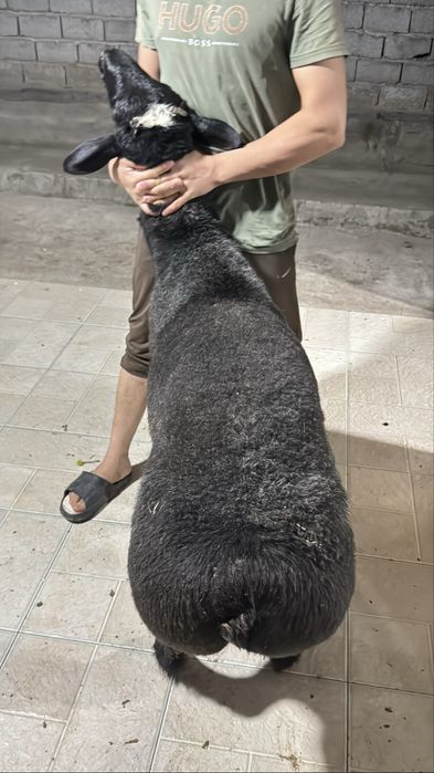 Qoy qoy qõchqor кой кочкор
