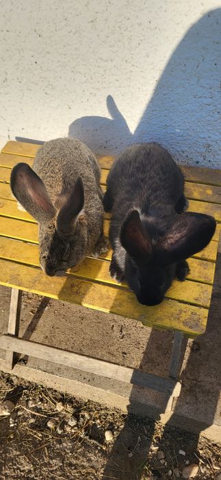 Vand 2 masculi Uriași German