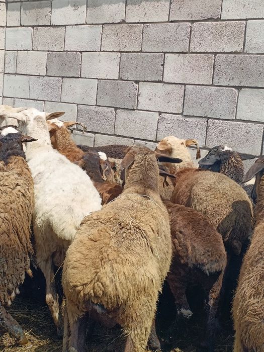 Астанада Қой, Бараны. Тоқты, Кой, Марқа, Баран.