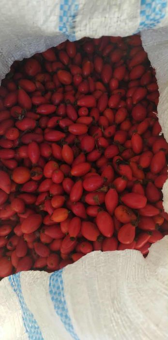 Vând macese proaspat culese