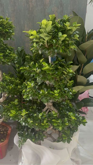 Дерево Бонсай 145 см