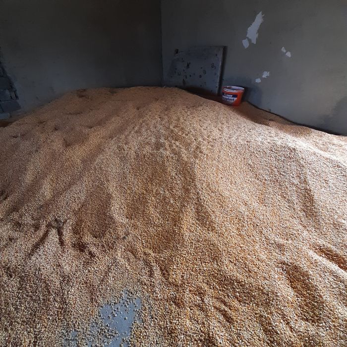 Vând grâu curat fara impuritati