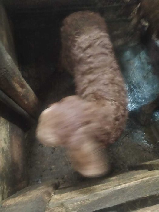 продаю баран срочно!