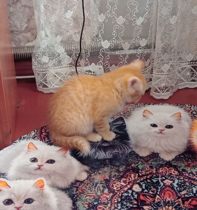 Отдам котёнка  в хорошие руки.