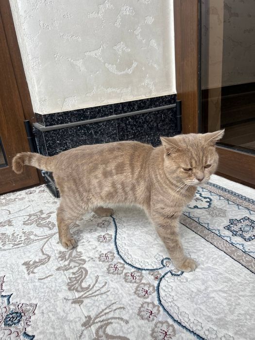 Шу мушугимиз Сотилади