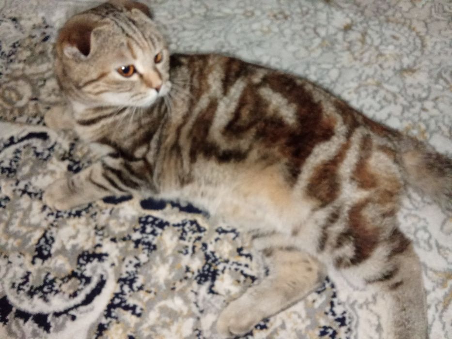 Продаём кошку девочку