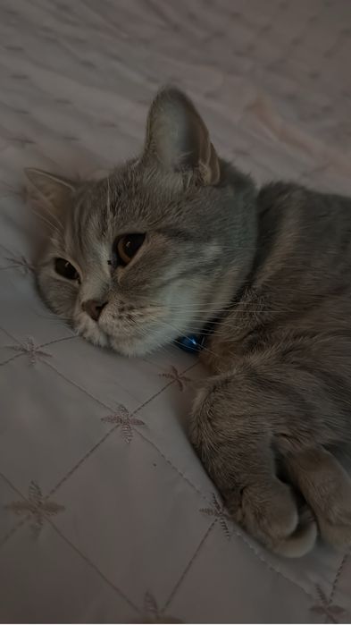 Кошка бесплатно