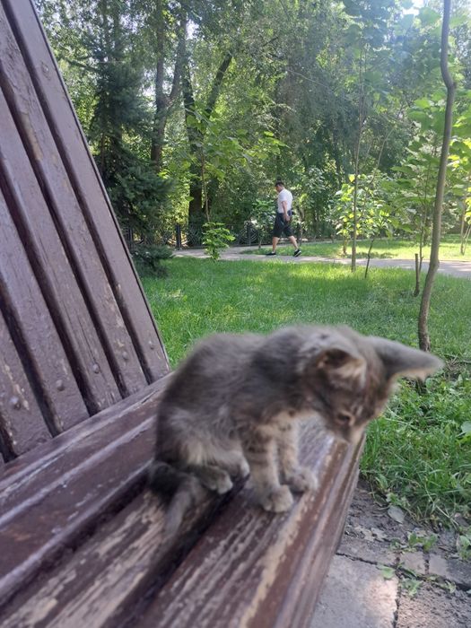 Отдаётся котенок в добрые руки