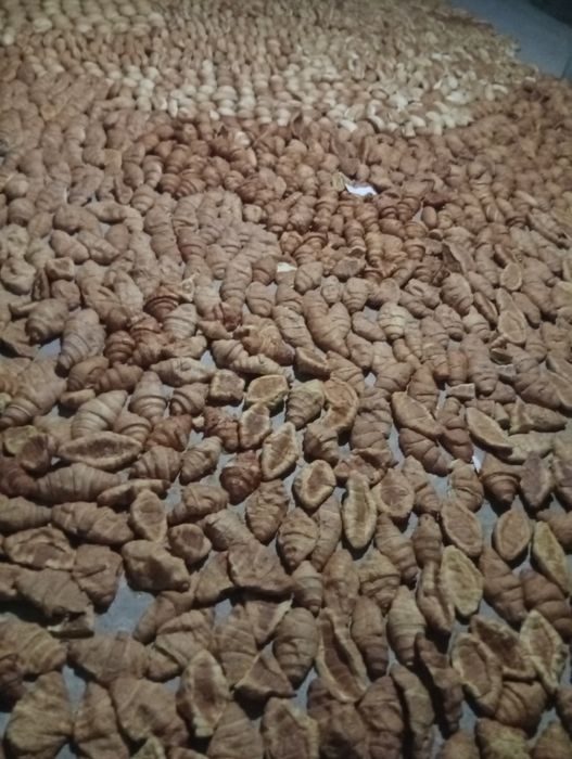 Toza quritilgan non maxsulotlari (yem sifatida)
