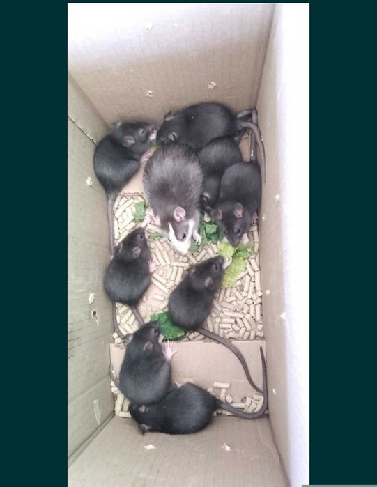 Продаются декоратиные крысы .Дамбо и хаски тоже имеються в прожаже