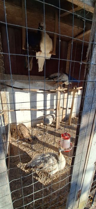 Vand pauni maturi diferite culori