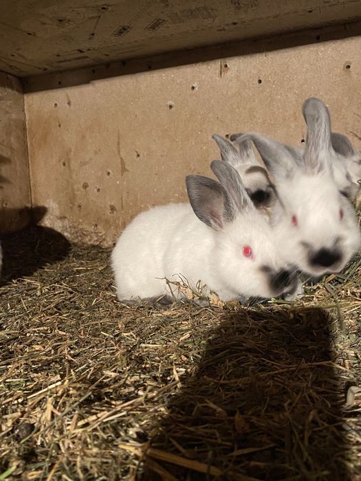 Californian rasa pura