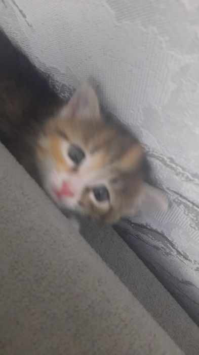 Кошка бесплатно возможно.