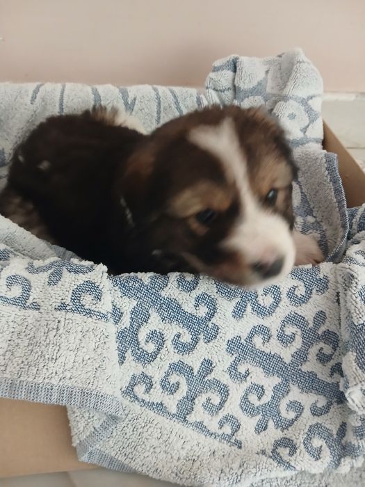 Подарявам куче бебе