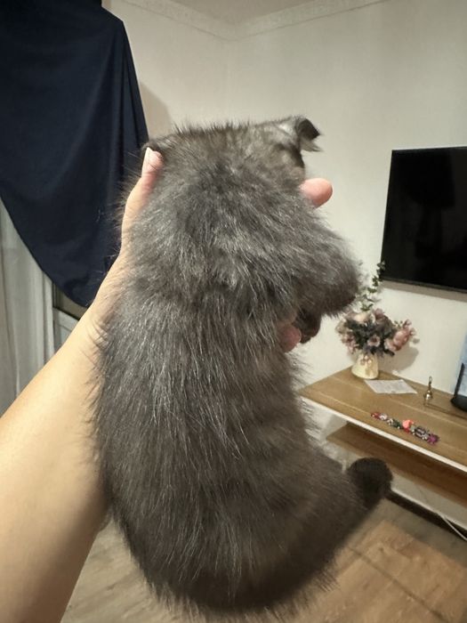 Шотландский Вислоухий