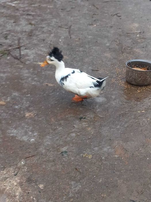 Rate romanesti si lesesti de vanzare