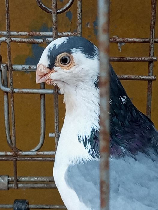 Vând porumbei Galateni pe negru și albastru