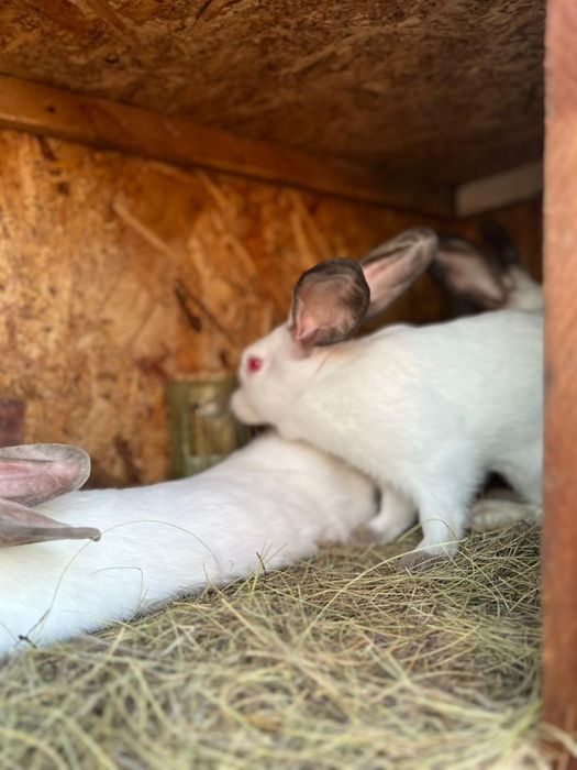 Продам кроликов  от 2000 и  8000