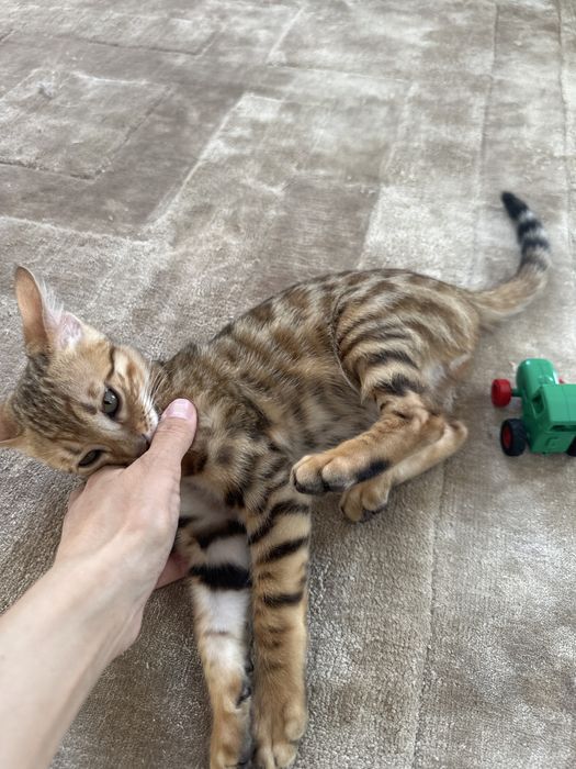Продам котенка бенгальского