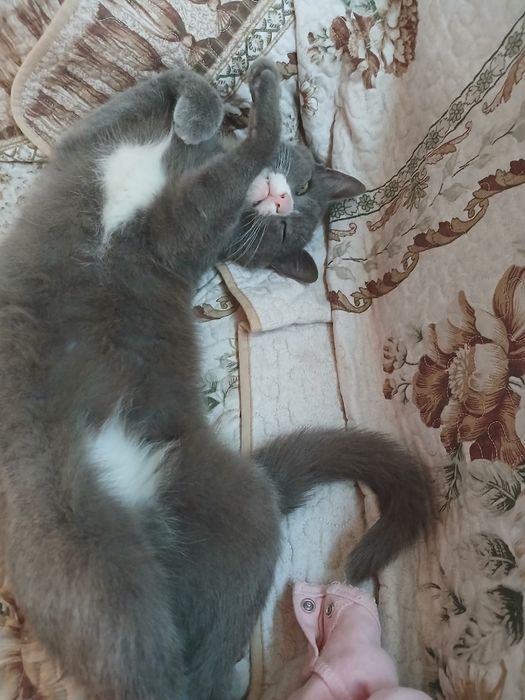 Отдам в добрые руки кошку