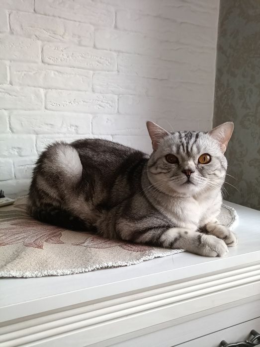 Вязка Scottish straight   _Mr.Ronnie Cray_