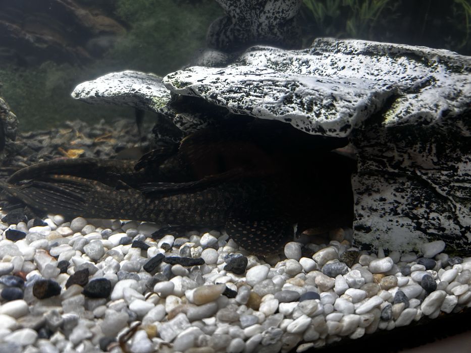 Pesti acvariu sanitari Hypostomus plecostomus