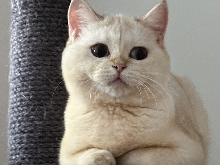 Fetita superba british shorthair! Certificat pedigree!