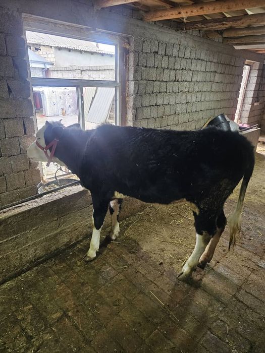 Она бола сментал .. Гонажин гибрит сментал сотилади соглом гарантия