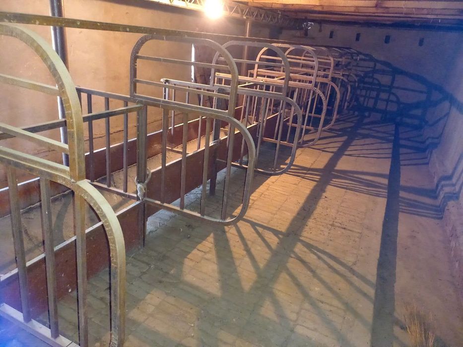 Охурлар бор мол ва қўйга