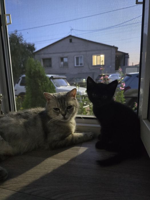 Кошка возраст примерно 3-4 года