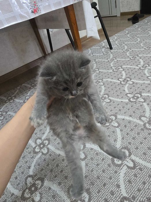 Продаются котята