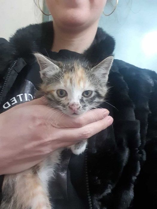 Котята в хорошие руки. Бесплатно!!! 2 Прекрасных котенка!