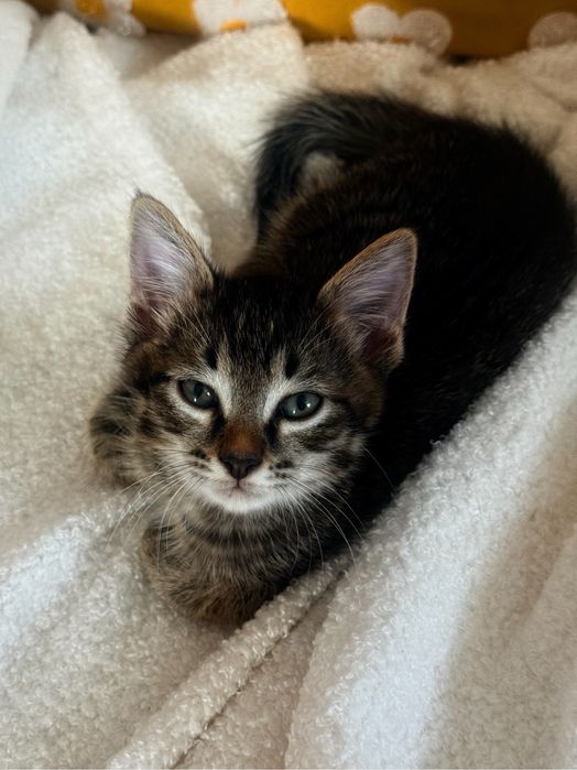 Мальчик котенок ищет семью