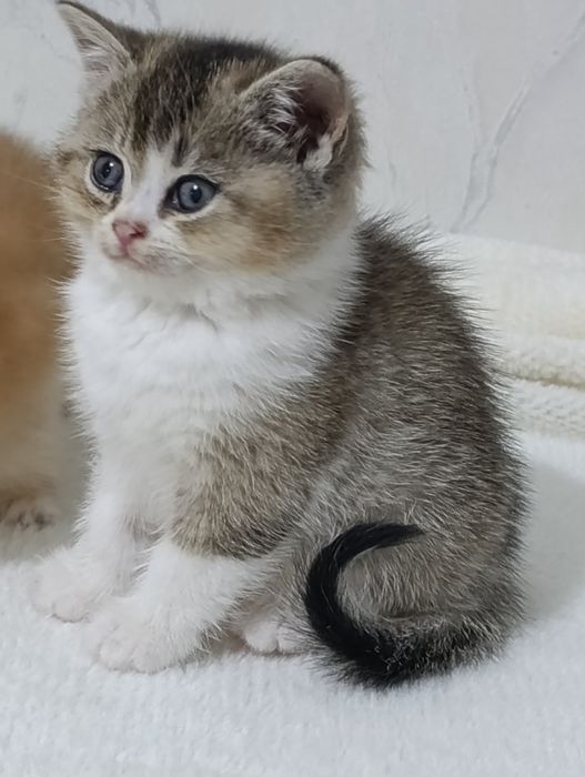 Britanskiy bikalor shinshilla