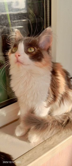 Отдам котят бесплатно.