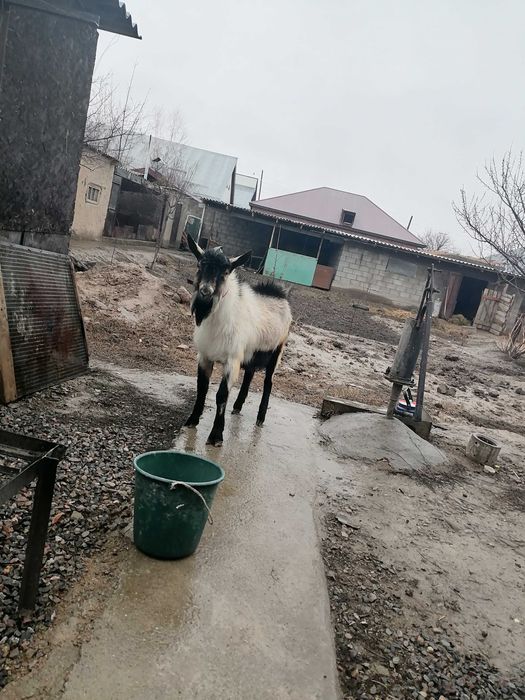 Таза Канды альпиский теке сатылады
