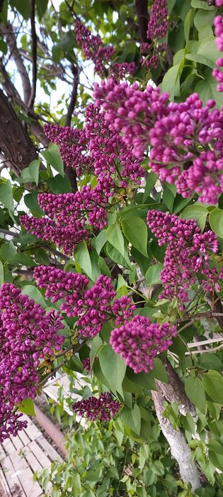 Сирень под срез город Актау