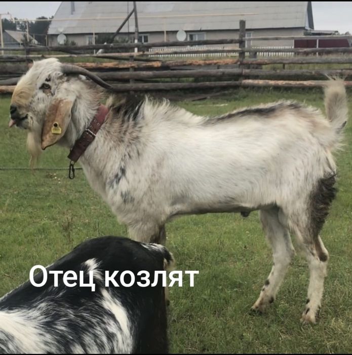 Козочка англонубийская 5 мес