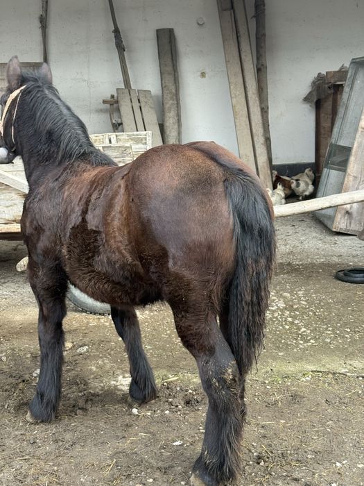 Vand manza ardeneza de 8 luni