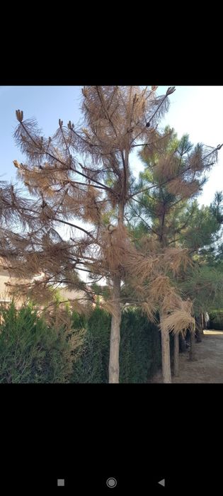 Bogbon agranom dorilash shira qurtga