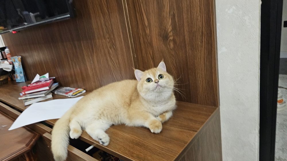 Продаётся чистокровная британка оригинал ny12 окрасе