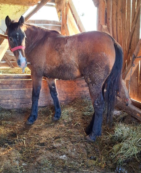 De vânzare manză din cai buni